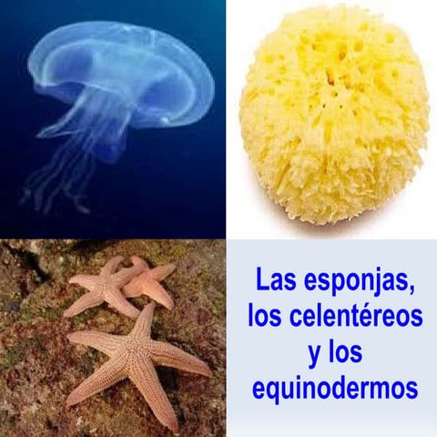 Las esponjas ...