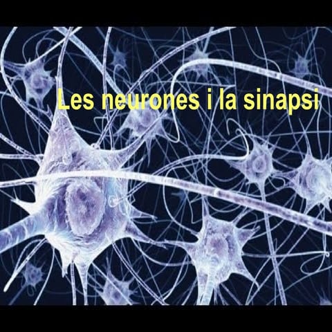La sinapsi i les neurones
