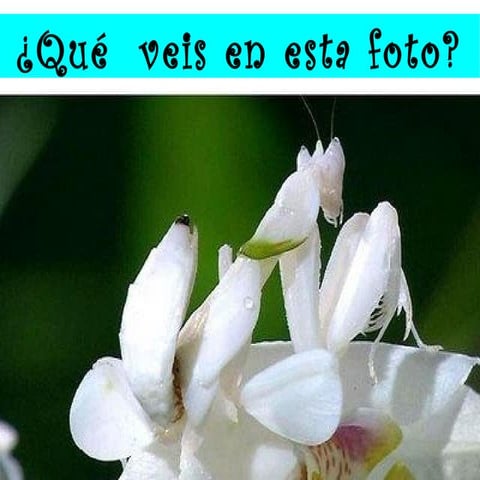 Las mantis conferencia  de Maya 2014