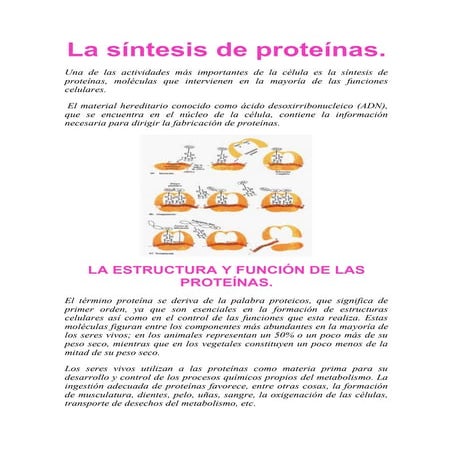 La síntesis de proteínas