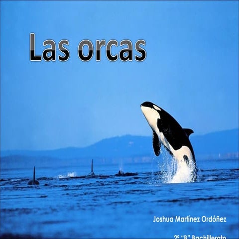Las orcas | PPT