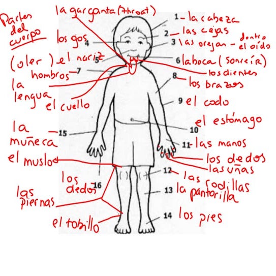 Las partes del cuerpo