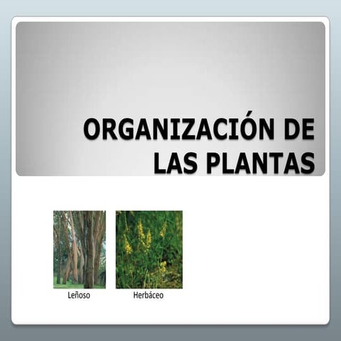 Las Plantas