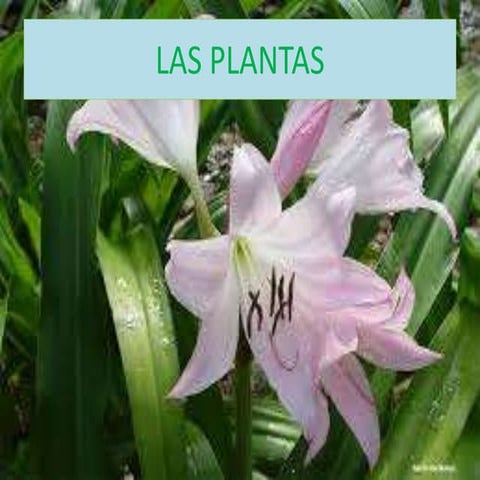 Las plantas y sus caracteristicas 