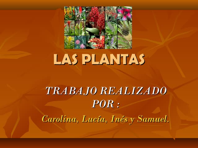 Las plantas