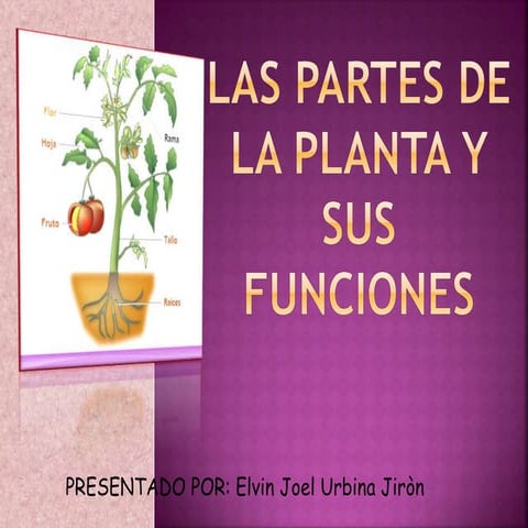 Las plantas y sus partes, funciones de la planta.ppt