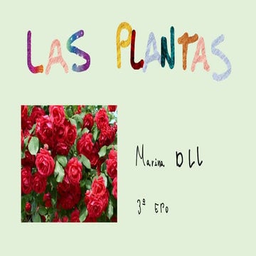Las plantas   marina