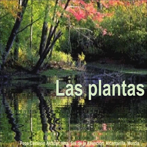 Las plantas en primero de Primaria