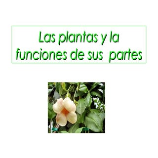 Las plantas y la funciones de sus  ...