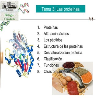Las proteínas