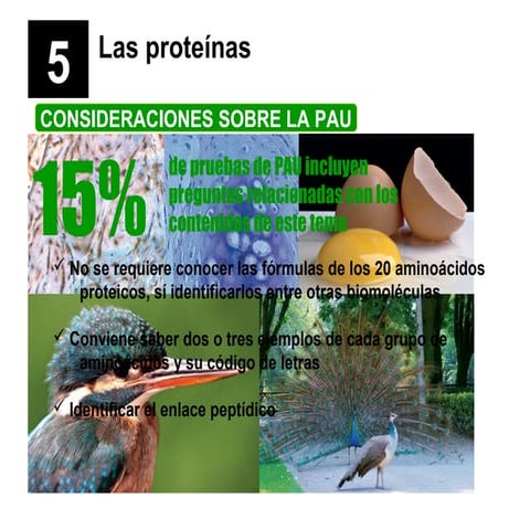 Las proteínas 2013