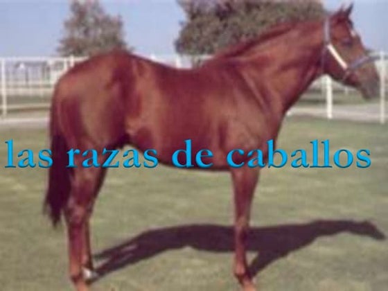 Razas de equinos | PPT