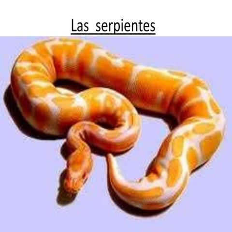 Las  serpientes