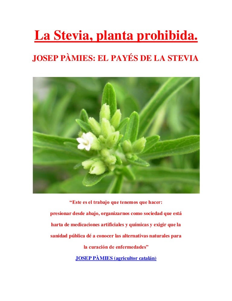 La Stevia Planta Prohibida