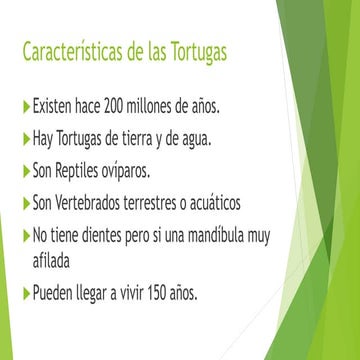 Las tortugas y sus características