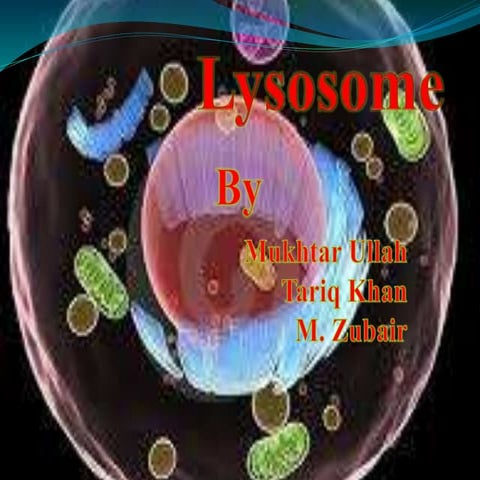 Lysosome 