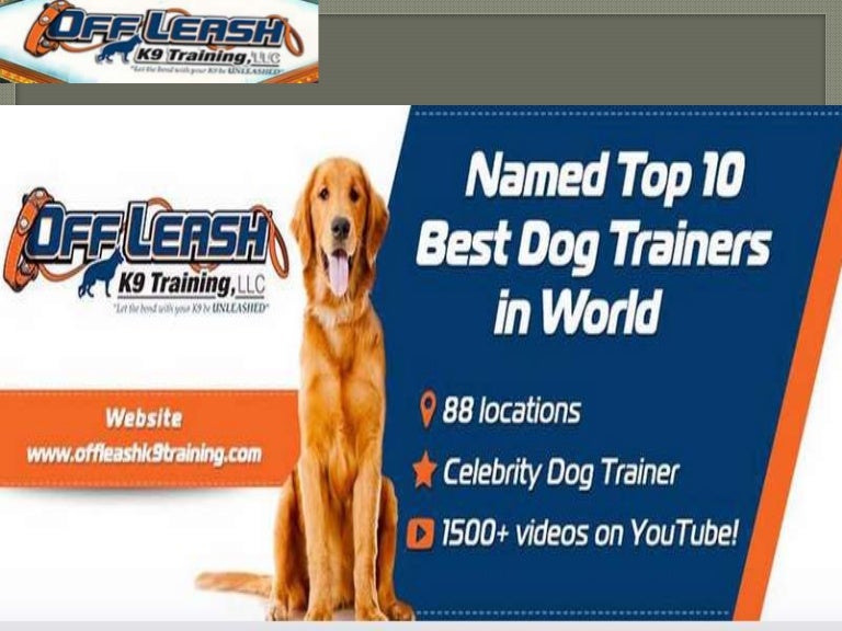 best dog trainer in the world