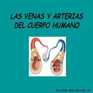 Las venas y arterias del cuerpo humano
