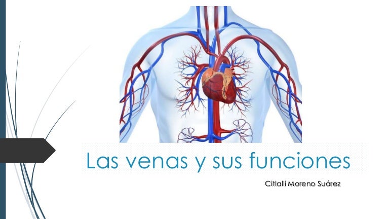 Las venas y sus funciones