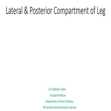 Lateral & posterior compartment of leg   