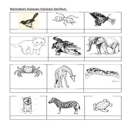 Latihan haiwan thn 1