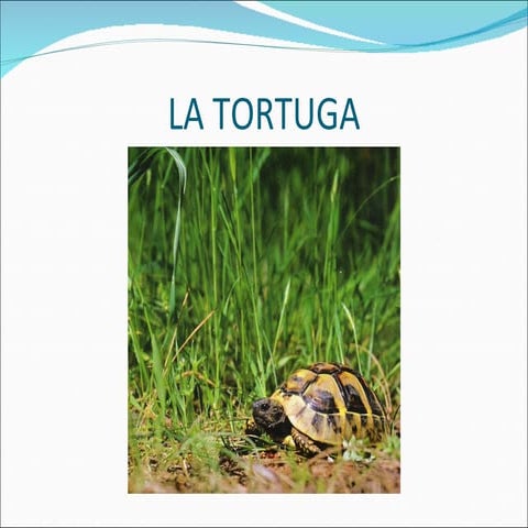 La tortuga