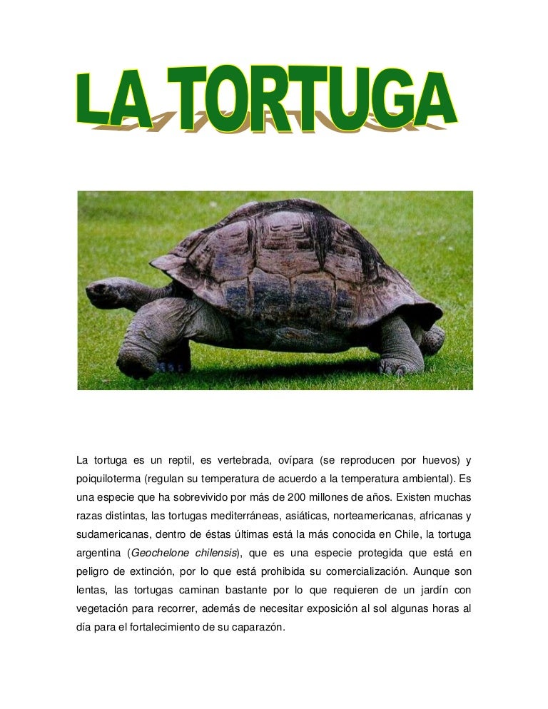 La tortuga