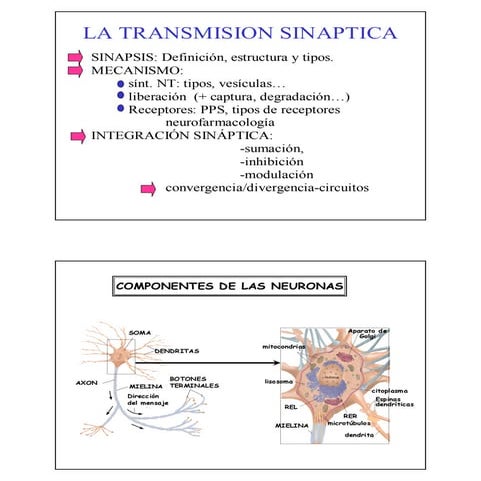 La transmision sinaptica | PDF