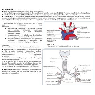 anatomia tráquea