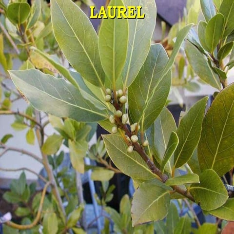 Laurel