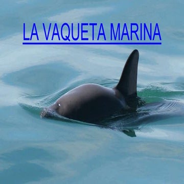 La vaqueta marina 
