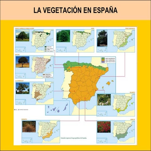 La VegetacióN En EspañA