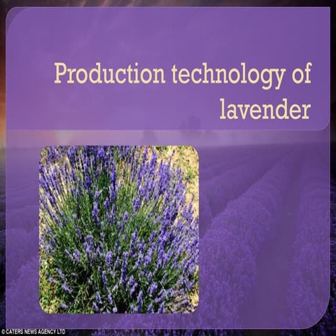 Lavender : production technology and profile