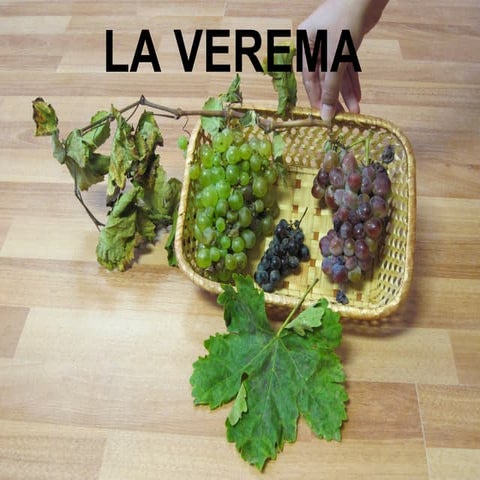 La verema