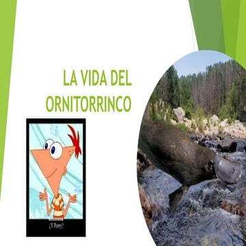 Ornitorrinco | PDF