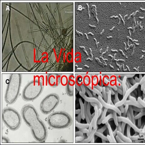Seres vivos microscópicos | PPT