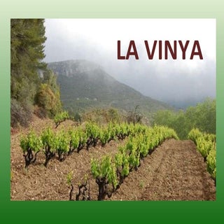 La vinya