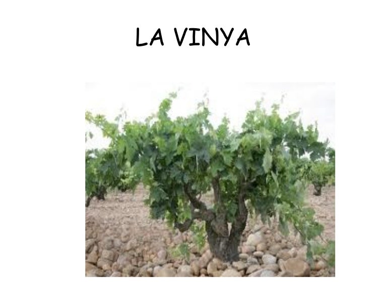 La vinya