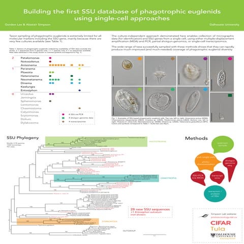 Building the first SSU database of phagotrophic euglenids using single-cell a...
