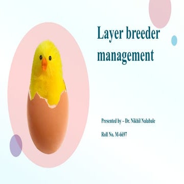 Layer breeder management by Dr.Nikhil Nalabale