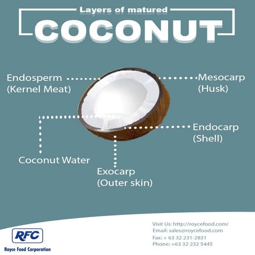 Layers of matured coconut PDF