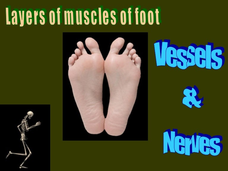 Layers of muscles of foot