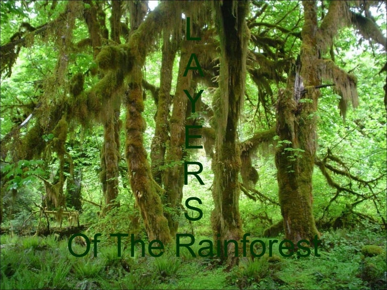 Layers Of Rainforest