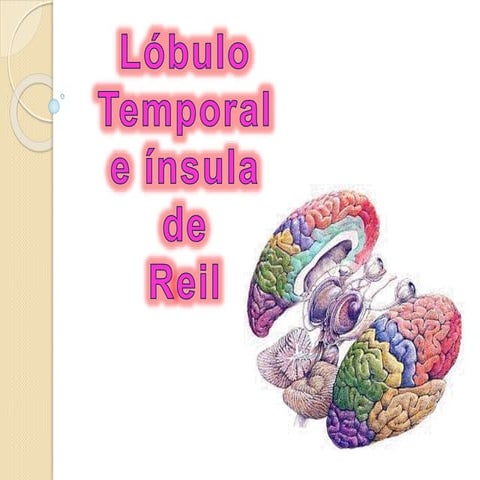 Lóbulo temporal e ínsula de Reil