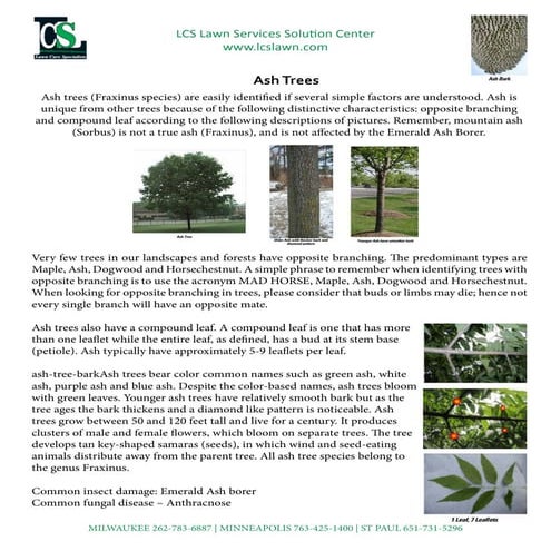 Ash Trees by LCS Tree Service | PDF