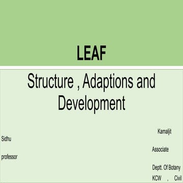Leaf  Structure