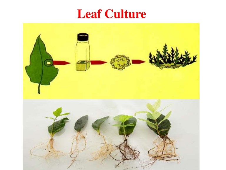 Leaf culture