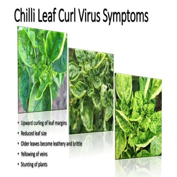 Leaf curl diseases chilli