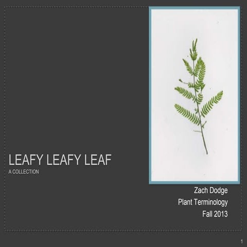 Leafy leafy leaf