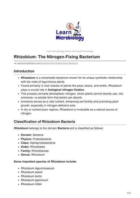 Rhizobium The Nitrogen-Fixing Bacterium.pdf